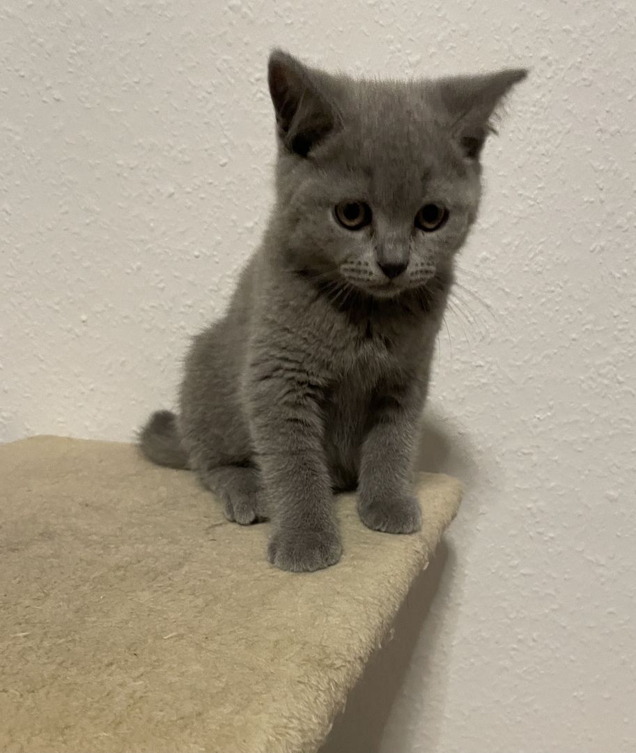 BKH Kitten reinrassig