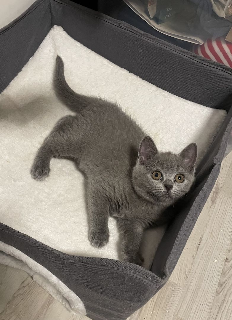 BKH Kitten reinrassig