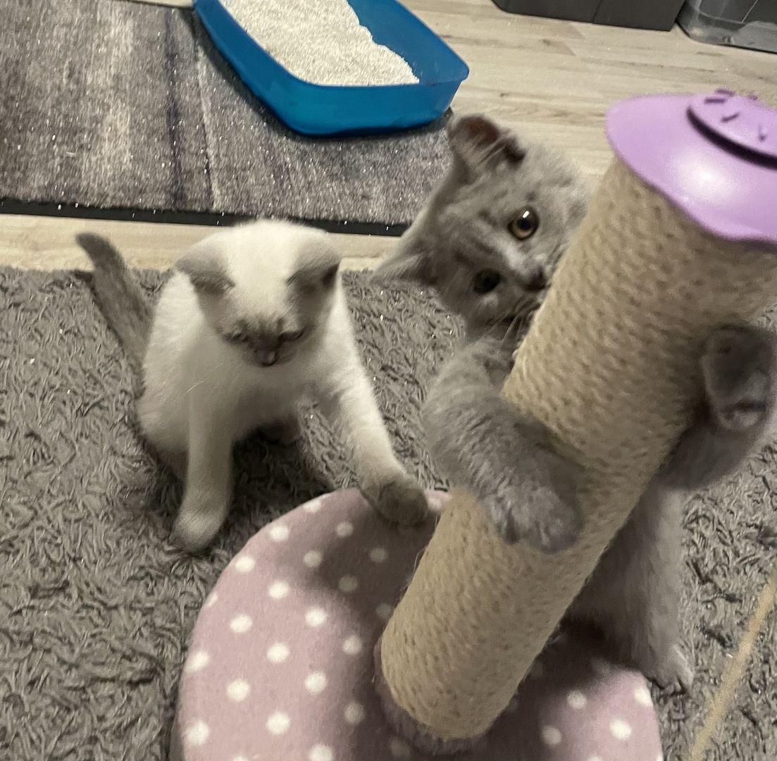 BKH Kitten reinrassig