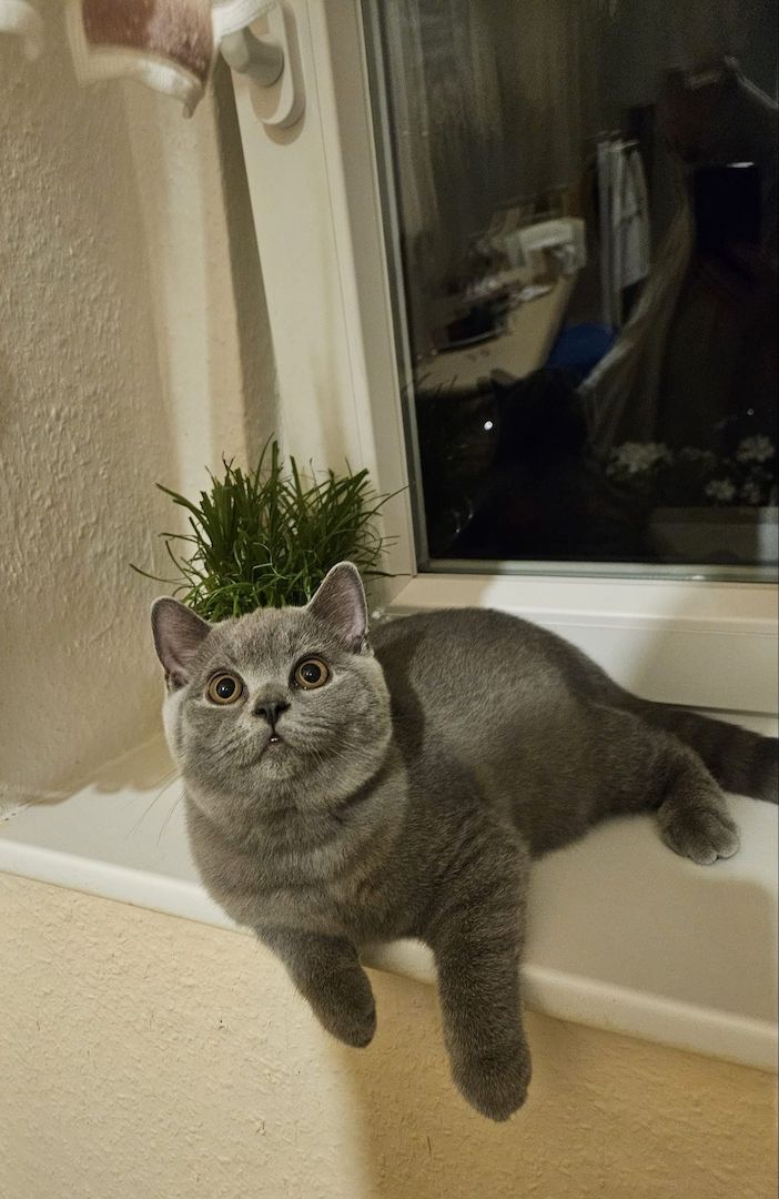 Bkh Kitten mit Stammbaum