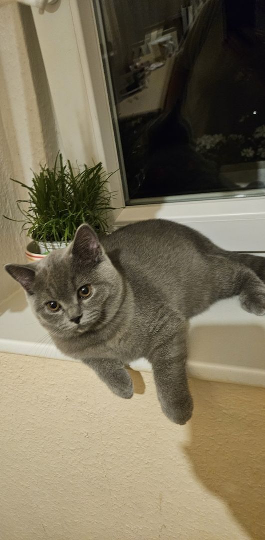 Bkh Kitten mit Stammbaum