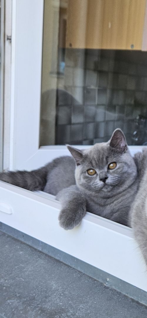 Bkh Kitten mit Stammbaum