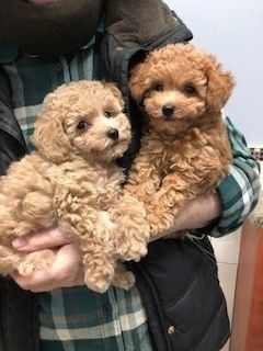 Toy Pudel Welpen Toy Pudel Welpen