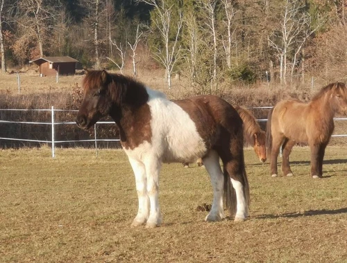 Starker und schöner Wallach Danny ist 160cm Quater horse ,,