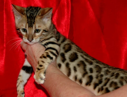 Erhältlich  MiniLeoparden BengalKatzen mit Papieren whatsapp Nummer (+37069673271)