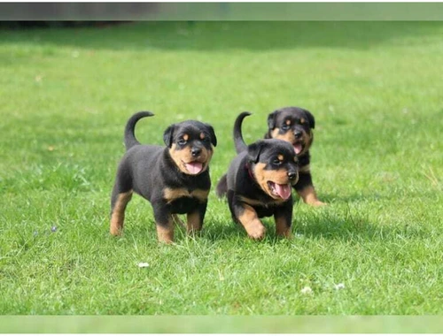 Erhältlich ADRK Rottweilerwelpen abzugeben mit Papieren whatsapp Nummer (+37069673271)