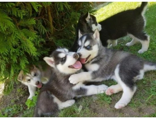 Erhältlich Siberian Husky Welpen mit papieren whatsapp Nummer (+37069673271)