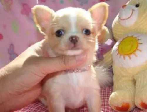 Erhältlich Mini Chihuahua Babys  mit papieren whatsapp Nummer (+37069673271)