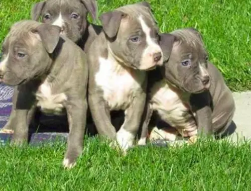 ErhältlichAmerican Blue-Line Pit Bull Terrier Welpen  whatsapp Nummer (+37069673271)