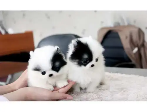 Erhältlich Mini Zwergspitz Pomeranian BOO welpen mit Papieren whatsapp Nummer (+37069673271)