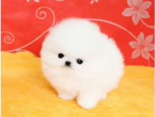 ErhältlichMINI ZWERGSPITZ POMERANIAN BOO WELPEN ZUM VERSCHENKEN.whatsapp Nummer (+37069673271)