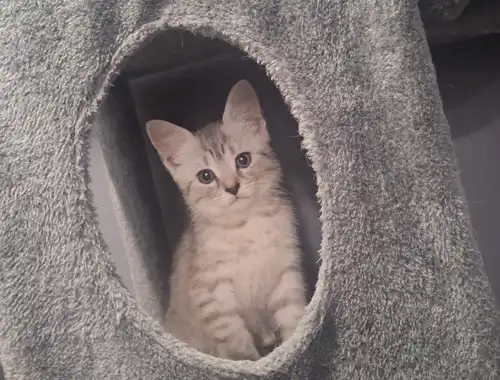 Maine Coon kitten