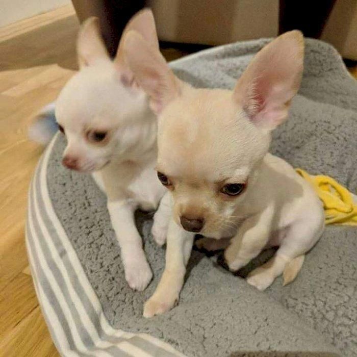 Chihuahua männlich und weiblich +44 7482162214