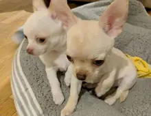 Chihuahua männlich und weiblich +44 7482162214