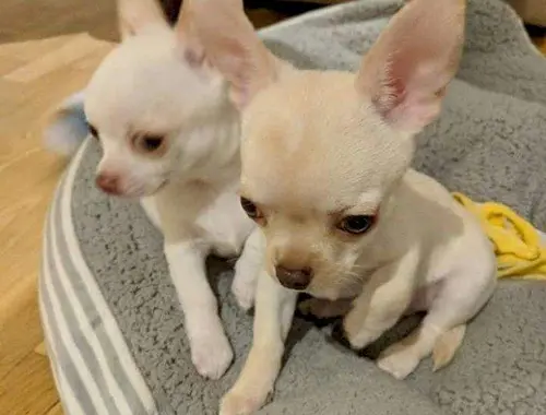 Chihuahua männlich und weiblich +44 7482162214