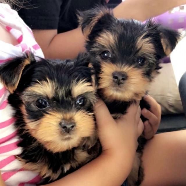 Teacup Yorkie-Welpen zu verkaufen. +44 7482162214