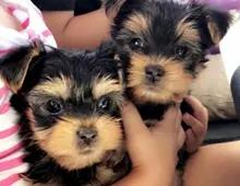 Teacup Yorkie-Welpen zu verkaufen. +44 7482162214