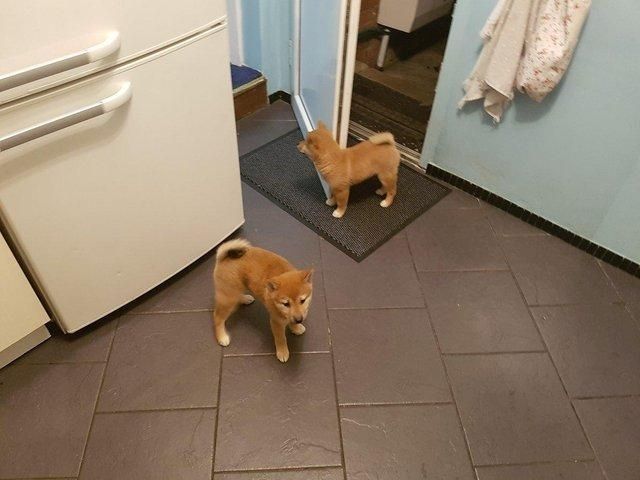 Entzückende Shiba Inu-Welpen +44 7482162214