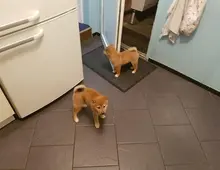 Entzückende Shiba Inu-Welpen +44 7482162214