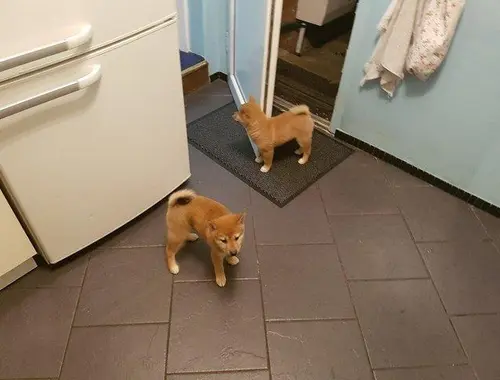 Entzückende Shiba Inu-Welpen +44 7482162214