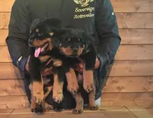 Tolle Rottweiler-Welpen +44 7482162214