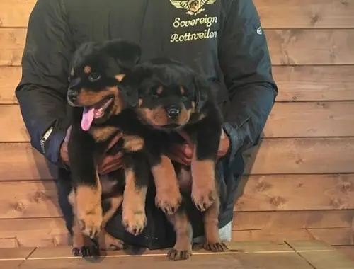 Tolle Rottweiler-Welpen +44 7482162214