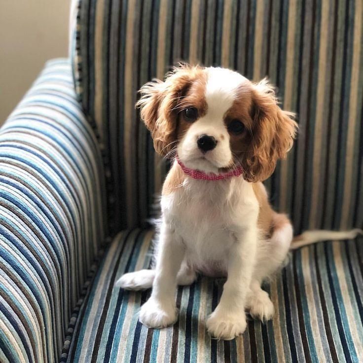 Cavalier King Charles-Welpen +44 7482162214
