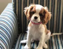 Cavalier King Charles-Welpen +44 7482162214