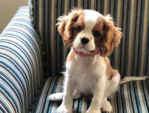 Cavalier King Charles-Welpen +44 7482162214