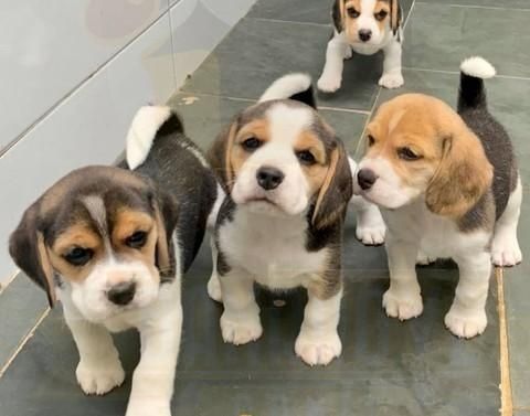 Beagle-Welpen mit Stammbaum +44 7482162214 Beagle-Welpen mit Stammbaum +44 7482162214