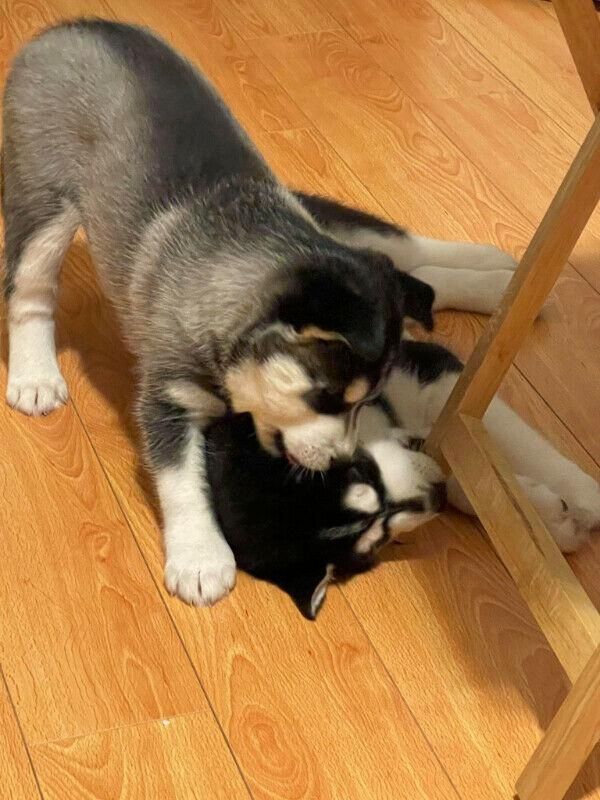 Tolle Siberian Husky-Welpen +44 7482162214