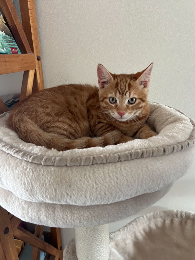 Kitten EKH geb. 04.06.2024 Entwurmt & geimpft Katzenbaby - Preis ist VB, Notverkauf