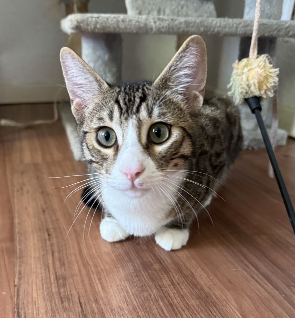 Pflegeleichte Bengal-Mixe