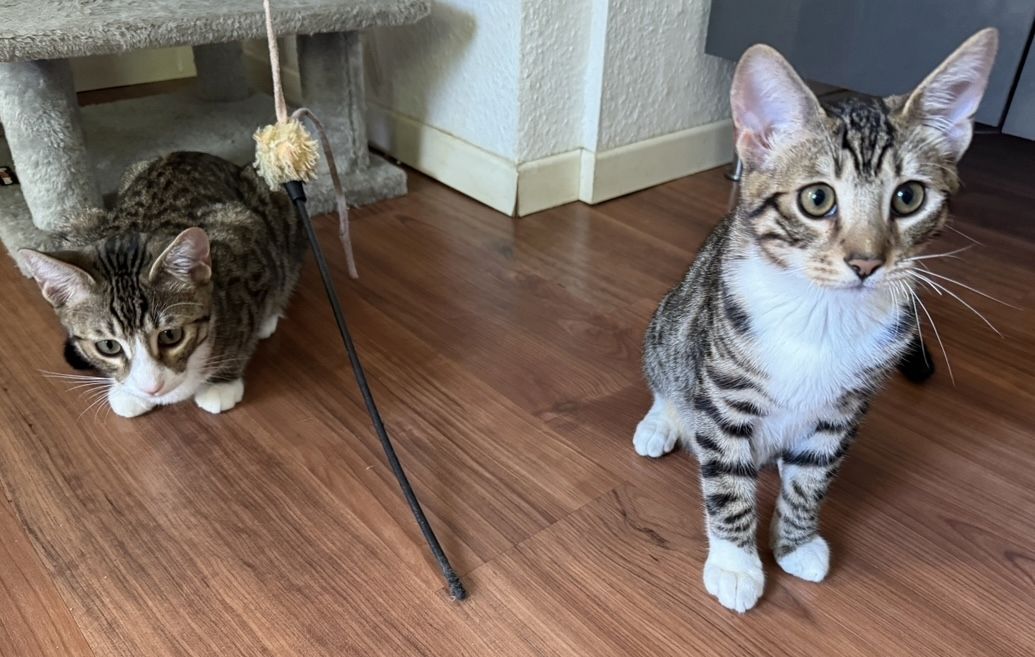 Pflegeleichte Bengal-Mixe