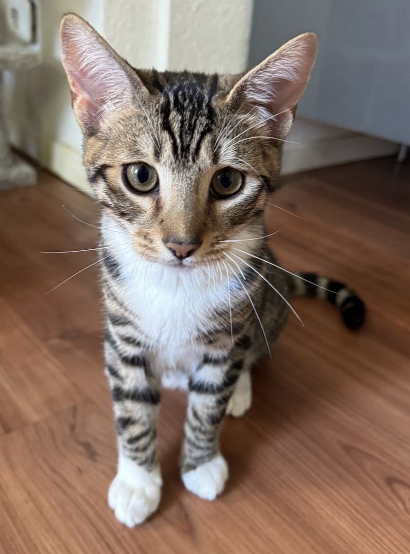 Pflegeleichte Bengal-Mixe