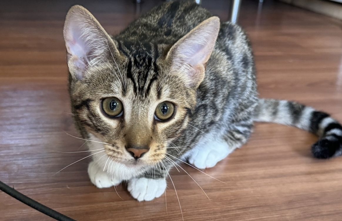 Pflegeleichte Bengal-Mixe