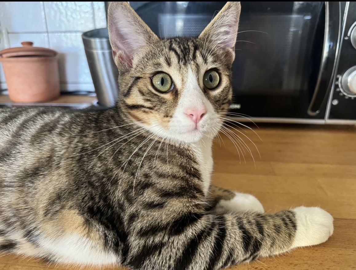 Pflegeleichte Bengal-Mixe