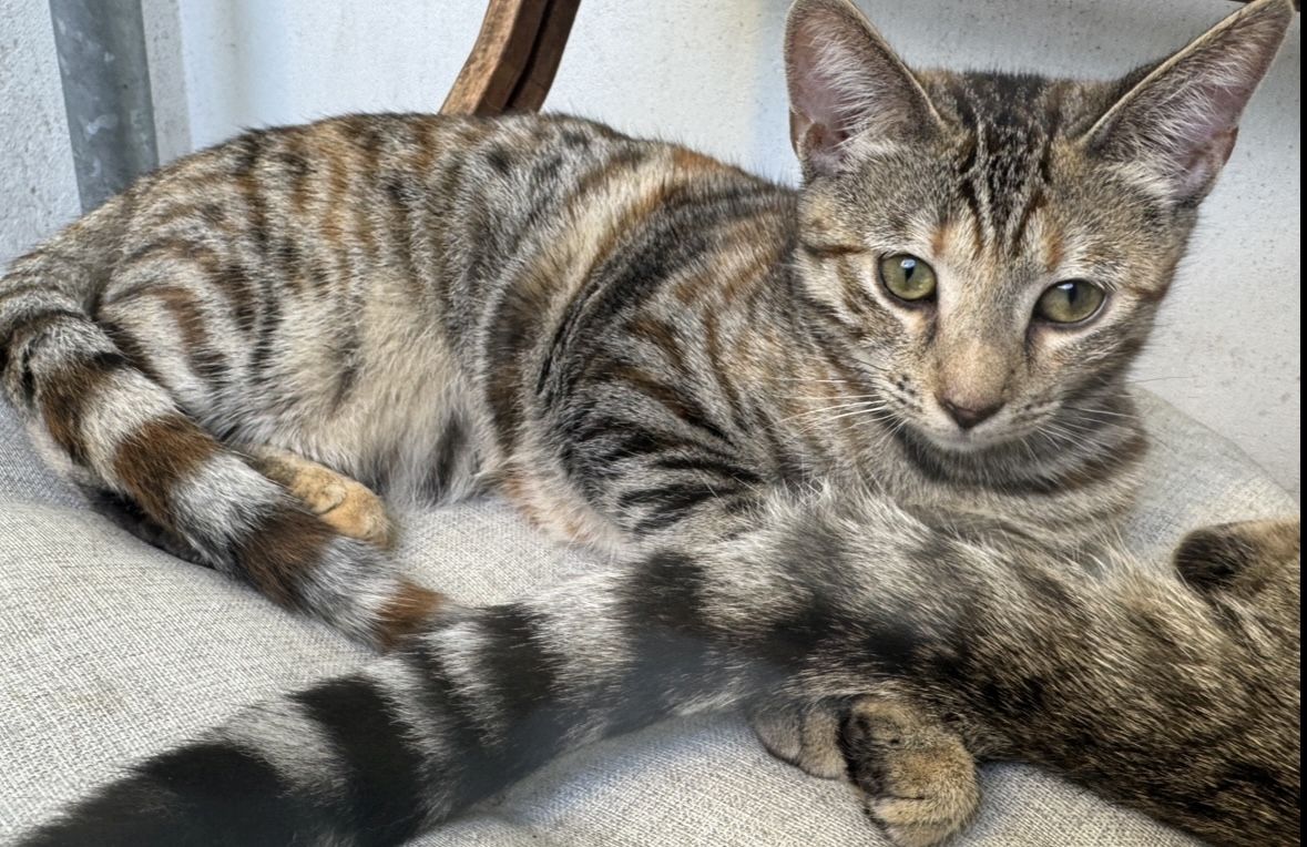 Pflegeleichte Bengal-Mixe