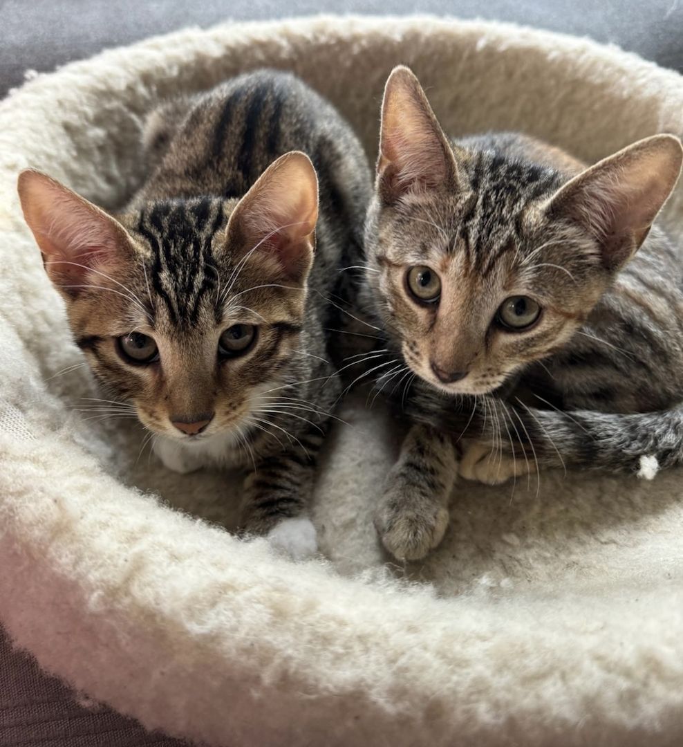 Pflegeleichte Bengal-Mixe