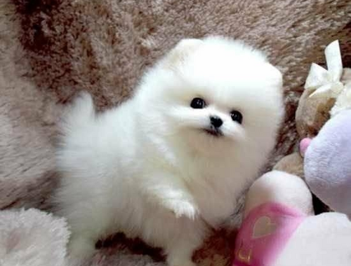 Zwergspitz Pomeranian Welpen mit papieren whatsapp Nummer (+37069673271)