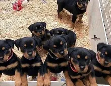 Rottweiler-Welpen aus ADRK/VDH-Leistungszucht