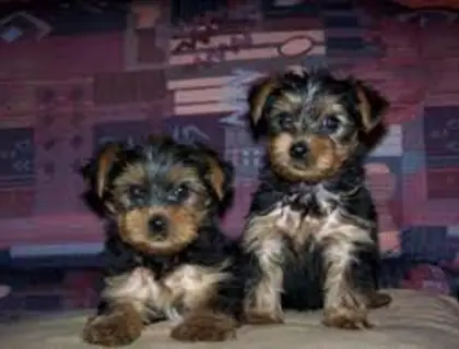 Yorkshire Terrier Welpe in liebevolle Hände abzugeben