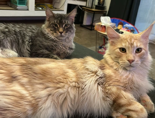 2 Mainecoon Kater für 650€