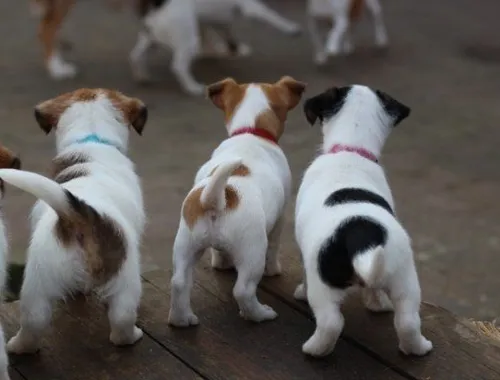 SchöneJack-Russell-Terrier mit Papieren whatsapp Nummer (+37069673271)