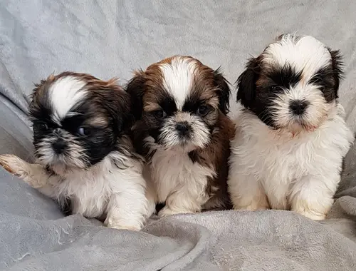 SchöneShih Tzu Welpen mit Papieren whatsapp Nummer (+37069673271)