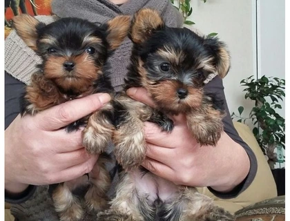 SchöneYorshire Terrier Welpen mit Papieren whatsapp Nummer (+37069673271)