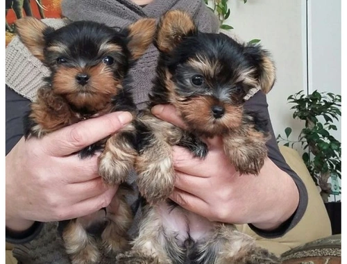 SchöneYorshire Terrier Welpen mit Papieren whatsapp Nummer (+37069673271)