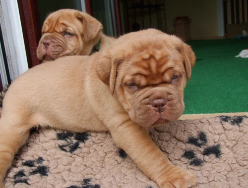 SchöneBordeaux Doggen Welpen mit Papieren whatsapp Nummer (+37069673271)