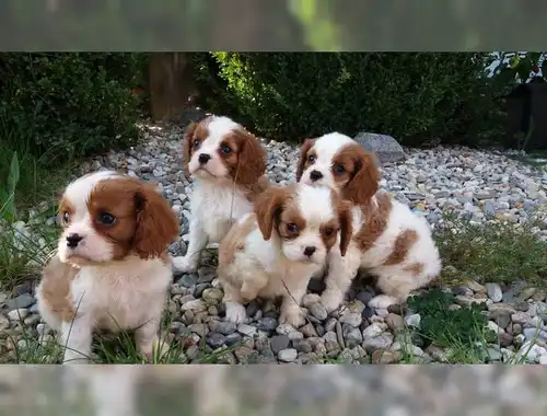 SchöneCavalier-King-Charles Spaniel mit Papieren whatsapp Nummer (+37069673271)