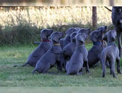 SchöneDeutsche Doggen Welpen mit Papieren whatsapp Nummer (+37069673271)